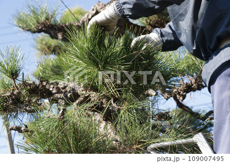 黒松の剪定する庭師 109007495
