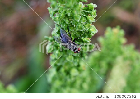 ギシギシ(羊蹄)の実(痩果)・漢方 羊蹄根 ギシギシ(羊蹄)の実(痩果)・漢方 羊蹄根 109007562