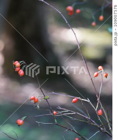 秋の日にひっそり実ローズヒップ 109007576