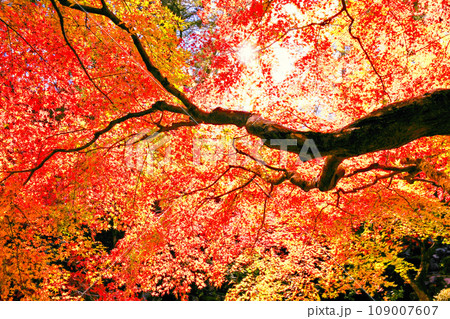 透過光の楓 109007607