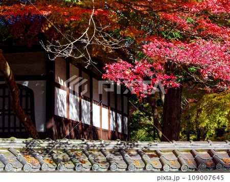 虎渓山永保寺僧堂の紅葉 虎渓山永保寺僧堂の紅葉 109007645