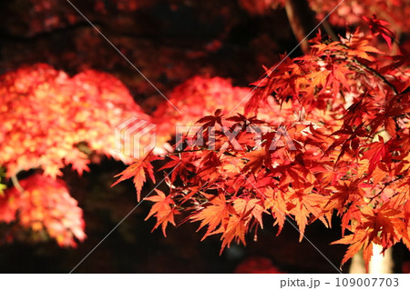 ライトアップされた紅葉 Lighted up Momiji 109007703