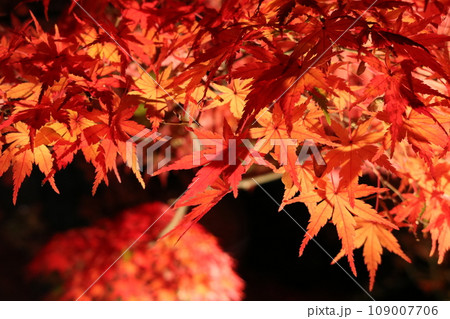 ライトアップされた紅葉 Lighted up Momiji ライトアップされた紅葉 Lighted up Momiji 109007706