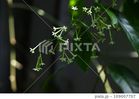 ヤコウボク(夜香木)の花・夜咲き強い香りを放つ熱帯植物 ヤコウボク(夜香木)の花・夜咲き強い香りを放つ熱帯植物 109007707