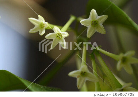 ヤコウボク（夜香木）の花・夜咲き強い香りを放つ熱帯植物 109007708
