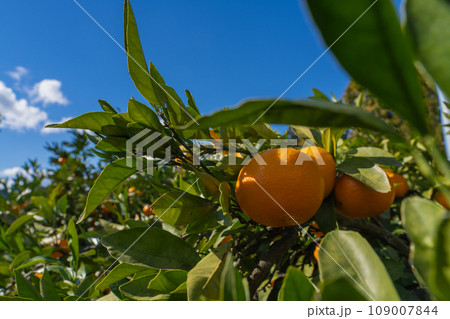みかん　みかん農園 109007844
