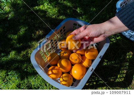 みかん ざる みかん ざる 109007911