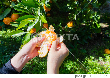 みかん 手 みかん 手 109007923