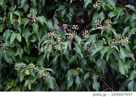 キヅタ(木蔦)の葉、蕾、花・フユヅタ(冬蔦) キヅタ(木蔦)の葉、蕾、花・フユヅタ(冬蔦) 109007947