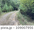 森の中の道 109007956