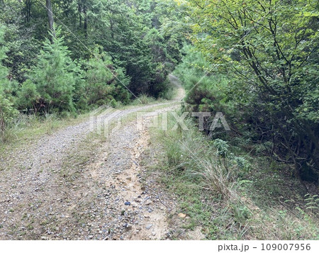 森の中の道 森の中の道 109007956