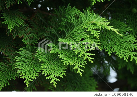ヒノキの葉・樹皮・球果 ヒノキの葉・樹皮・球果 109008140