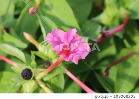 秋の庭に咲くピンク色のオシロイバナの花 109008205