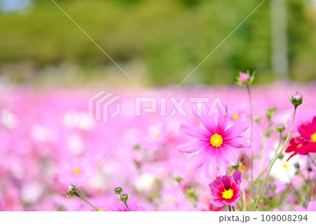 [愛知県]日進市の愛知牧場 コスモス畑 109008294