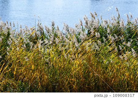 信濃川・やすらぎ堤の葦(よし) 109008317