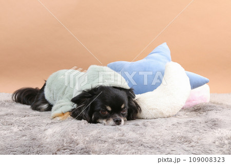 クッションの横でふせる洋服を着たチワワ 109008323