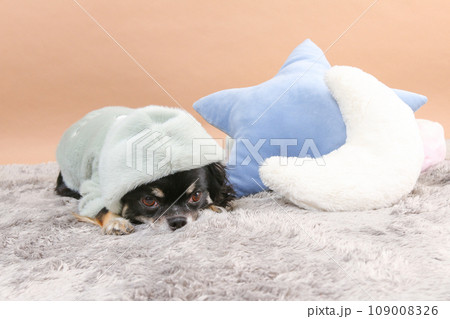 クッションの横でふせる洋服を着たチワワ クッションの横でふせる洋服を着たチワワ 109008326