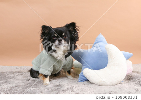 クッションの横でお座りをするチワワ 109008331