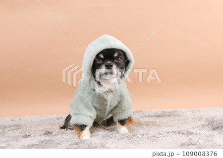洋服のフードをかぶる小型犬のチワワ 109008376