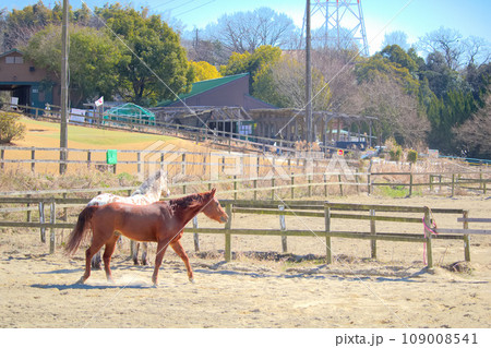 [愛知県]日進市の愛知牧場のお馬さん 109008541