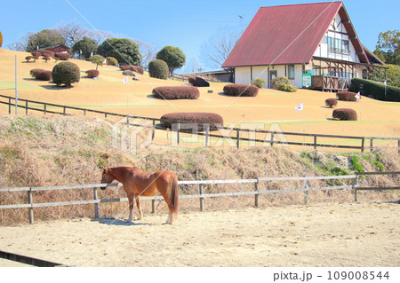[愛知県]日進市の愛知牧場のお馬さん 109008544