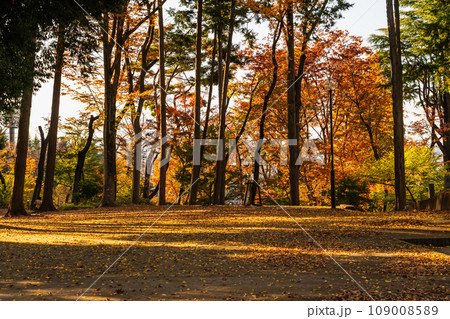 東京都　紅葉の富士森公園 109008589