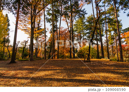 東京都　紅葉の富士森公園 109008590