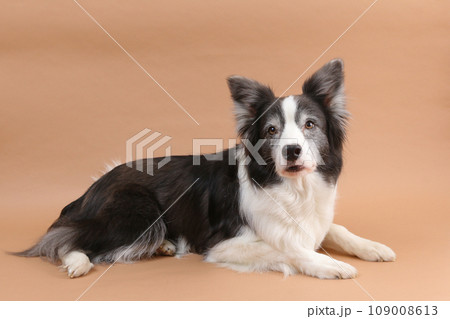 ふせのポーズをするボーダーコリー ふせのポーズをするボーダーコリー 109008613