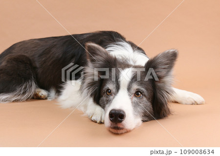 床にあごをぺたんとつけてふせるボーダーコリー 床にあごをぺたんとつけてふせるボーダーコリー 109008634
