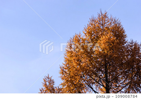 231104乗鞍岳山麓g319 109008784