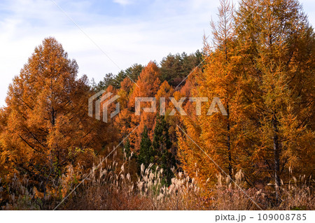 231104乗鞍岳山麓g312 109008785