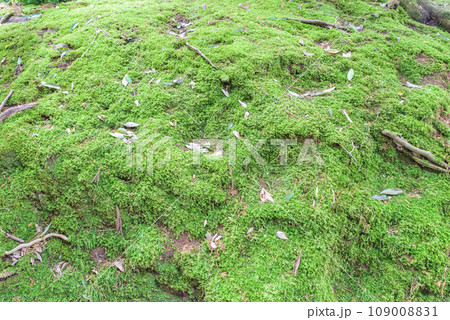 背景素材　苔　こけ　コケ 109008831