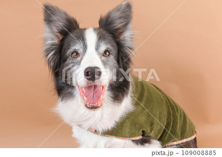洋服を着てお座りをする笑顔のボーダーコリー 109008885