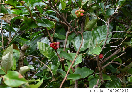 サネカズラの実・万葉集・つる植物の日本代表 109009017