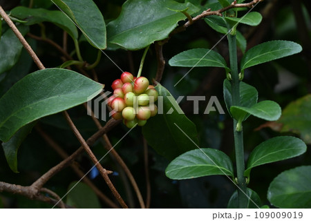 サネカズラの実・万葉集・つる植物の日本代表 109009019