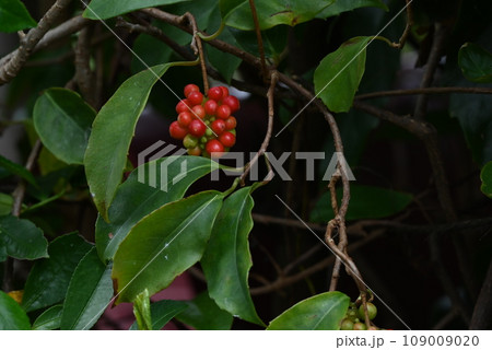 サネカズラの実・万葉集・つる植物の日本代表 109009020