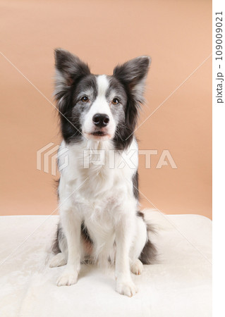 ボーダーコリがおすわりをしている様子 109009021