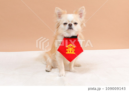 赤色のスタイを身につけたクリーム色のチワワ 赤色のスタイを身につけたクリーム色のチワワ 109009143