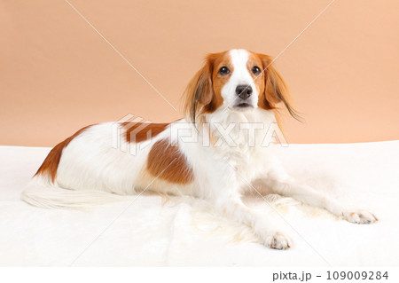 白いマットの上でふせをするコーイケルホンディエ 白いマットの上でふせをするコーイケルホンディエ 109009284