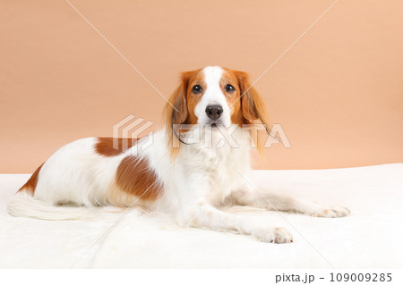 白いマットの上でふせをするコーイケルホンディエ 109009285