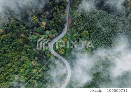 Forest road and morning fog, high angle Forest road and morning fog, high angle 109009751