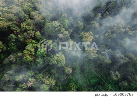 Forest road and morning fog, high angle Forest road and morning fog, high angle 109009768