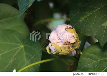 綿の花 綿の花 109009927