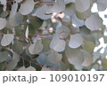 庭で育ったユーカリポポラス 109010197