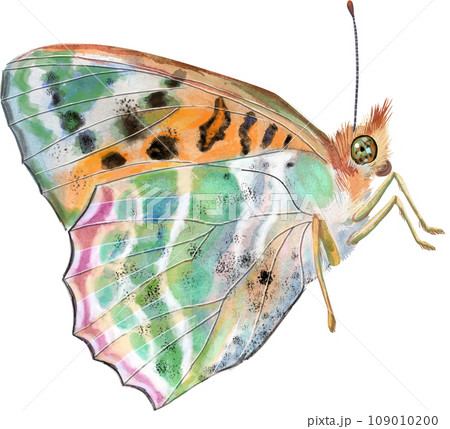 The Pearl Bordered Fritillary. Butterfly watercolor illustration 109010200