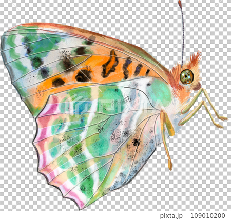 The Pearl Bordered Fritillary. Butterfly watercolor illustration 109010200