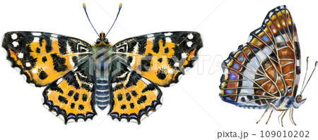 Map butterfly. Watercolor illustration, brown color. 109010202