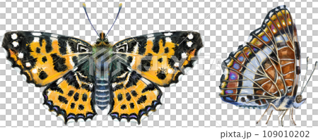 Map butterfly. Watercolor illustration, brown color. 109010202