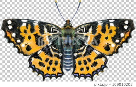 Map butterfly. Watercolor illustration, brown color. Map butterfly. Watercolor illustration, brown color. 109010203