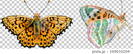 The Pearl Bordered Fritillary. Butterfly watercolor illustration 109010204